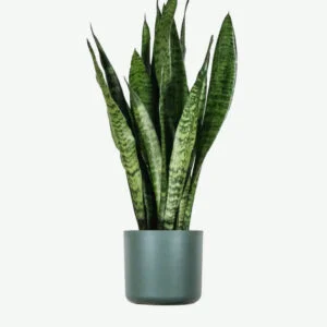 plants ecommerce product featured img 1