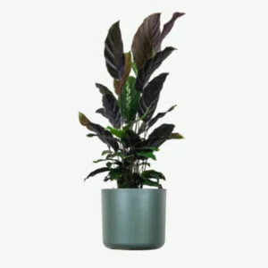 plants ecommerce product featured img 18